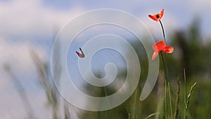 Poppy landscape video