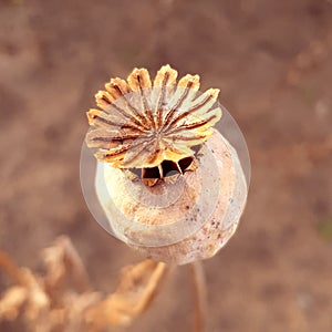 Poppy large seed head. Dried poppy flower head.