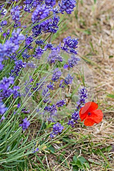 Poppy and Lavender
