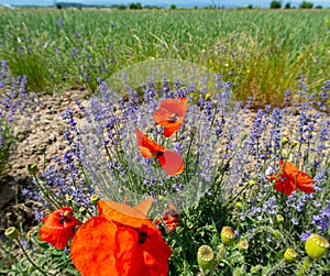 Poppy in lavender, Bulgaria