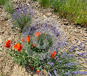 Poppy and lavender, Bulgaria