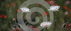 Poppy lawn. White unique poppy.Panorama