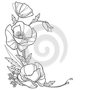 Vector corner bouquet with outline open Poppy flower, bud and leaves in black isolated on white background.