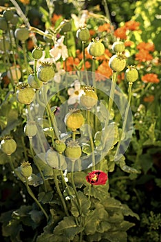 A poppy and lot of poppy capsules