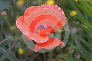 Poppy Macro photo. Red petals. Green background. Stamen and pistil.