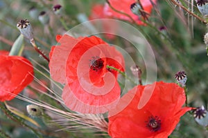 Poppy macro photo. Red petals. Stamen and pistil. Seed head. Decoration.