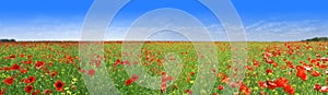 Poppy meadow