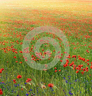 Poppy meadow