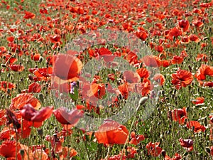 Poppy-meadow