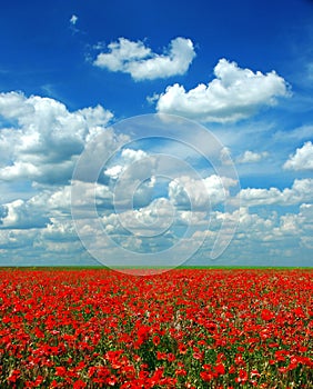Poppy meadow