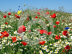 Poppy meadow