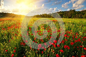 Poppy meadow landscape