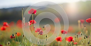 Poppy meadow in the light of the setting sun