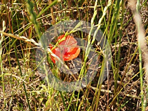 Poppy meadow in the light of the setting sun, poppy and cornflower