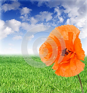 Poppy on a meadow in sunny day