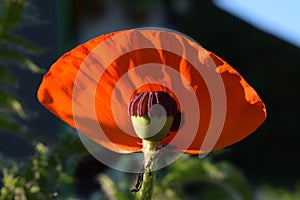 Poppy / Mohn