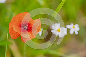 A poppy with the morning dew on the top. The small water drops in the hair of the plant reflects a bit of the surrounding