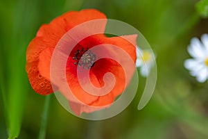 A poppy with the morning dew on the top. The small water drops in the hair of the plant reflects a bit of the surrounding