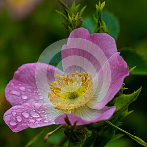 A poppy with the morning dew on the top. The small water drops in the hair of the plant reflects a bit of the surrounding