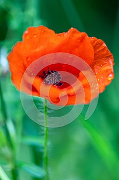 A poppy with the morning dew on the top. The small water drops ion the petals of the plant reflects a bit of the surrounding