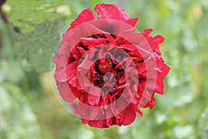 Poppy   Papaver orientale