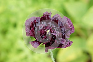 Poppy Papaver Paeoniflorum 'Black Peony'