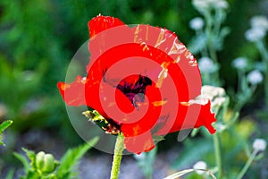 Poppy, Papaver rhoeas, buttercups Ranunculales in field