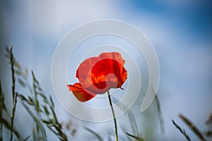 Poppy, Papaver rhoeas, buttercups Ranunculales in field