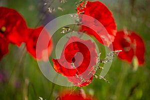 Poppy, Papaver rhoeas, buttercups Ranunculales in field