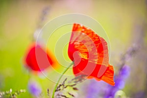 Poppy, Papaver rhoeas, buttercups Ranunculales in field