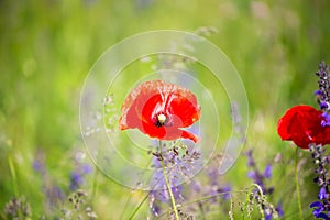 Poppy, Papaver rhoeas, buttercups Ranunculales in field