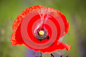 Poppy, Papaver rhoeas, buttercups Ranunculales in field