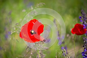 Poppy, Papaver rhoeas, buttercups Ranunculales in field