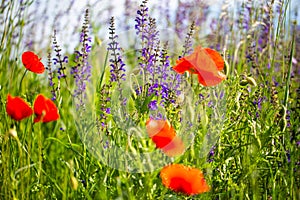 Poppy, Papaver rhoeas, buttercups Ranunculales in field