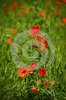 Poppy, Papaver rhoeas common names include corn poppy, corn rose, field poppy, Flanders poppy, red poppy, red weed, coquelicot
