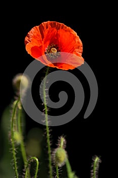 Poppy, Papaver rhoeas common names include corn poppy, corn rose, field poppy, Flanders poppy, red poppy, red weed, coquelicot