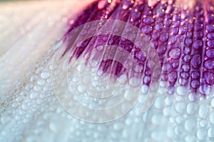 Poppy petal with many water drops