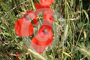 Poppy photography. Green grass in background. Red petals.