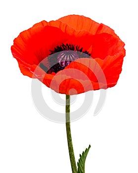 Poppy plant flora