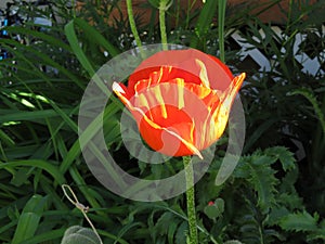 Poppy Plant Growing in Kalispell Montana photo