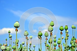 Poppy plant pods and blue sky