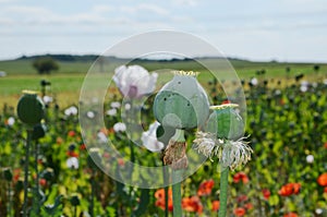 Poppy plant pods standing in a field
