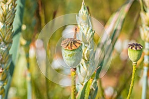 Poppy plant with ripe seed body on a wheat field in summer at harvest time, Germany