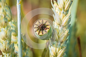 Poppy plant with ripe seed body on a wheat field in summer at harvest time, Germany