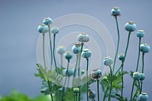 Poppy pods in the garden