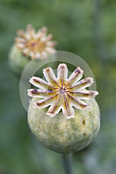 Poppy pods - Poppy heads