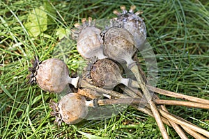 Poppy pods - Poppy heads