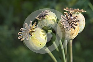 Poppy pods - Poppy heads