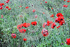 The Poppy or poppies world war one in belgium flanders fields