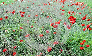 The Poppy or poppies world war one in belgium flanders fields